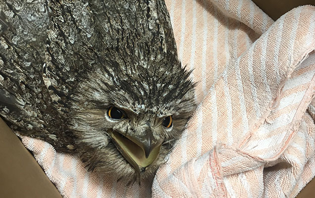 Rescued tawny frogmouth in towel